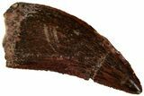 Serrated, Raptor Tooth - Real Dinosaur Tooth #295976-1